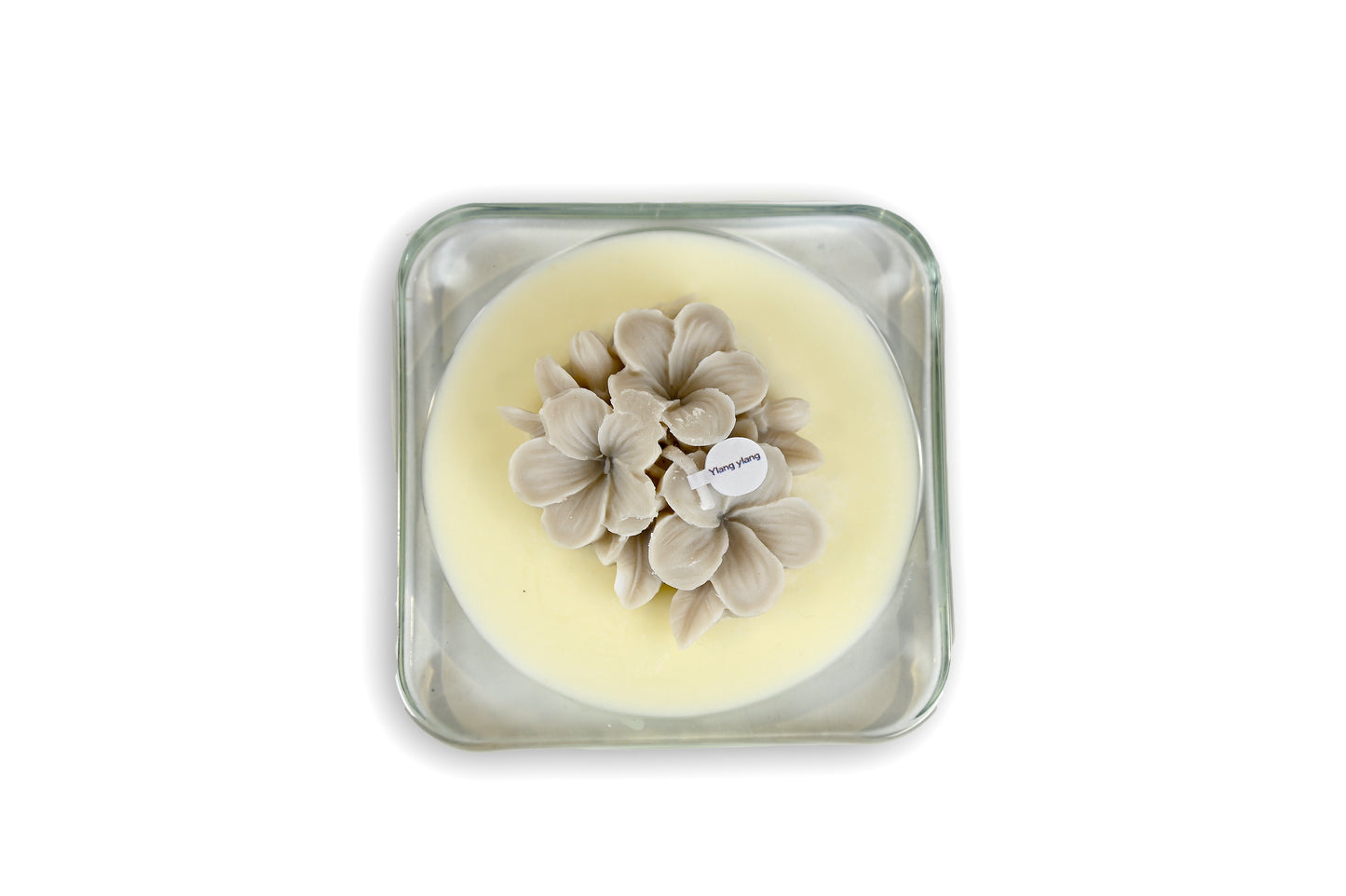 The Light - FRANGIPANE